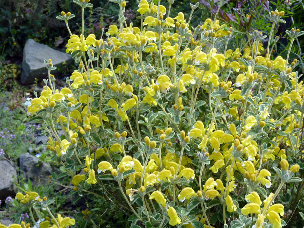 Phlomis lanata photo